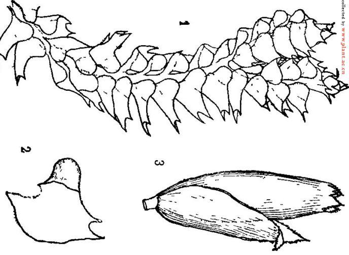 Представитель Семейства Delavayellaceae